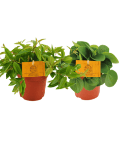 Peperomia Duo 2.0 - 2 Stuks - Ø10,5Cm - ↕15Cm