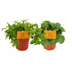 Peperomia Duo – set van twee compacte kamerplanten – 2 stuks, pot 10 cm, ±5 cm