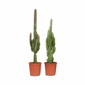 Euphorbia groen/rood – opvallend groen-rood blad – 2 stuks, ±17 cm