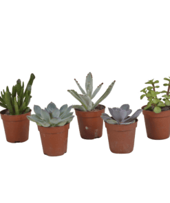 Vetplanten Mix 5.5 Cm