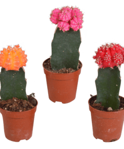 Euphorbia Meloformis Variegata