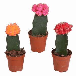 Euphorbia Meloformis Variegata