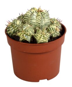 Euphorbia Meloformis Variegata - Afbeelding 6