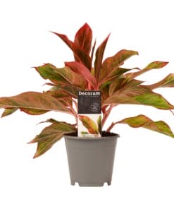 Aglaonema Crete ↑ 25 cm ⌀ 12 cm