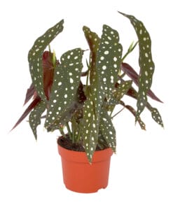 Begonia Maculata ↑ 20 cm ⌀ 12 cm