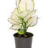 Aglaonema 'White Joy' ↑ 25 cm ⌀ 12 cm