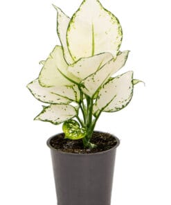 Aglaonema 'White Joy' ↑ 25 cm ⌀ 12 cm