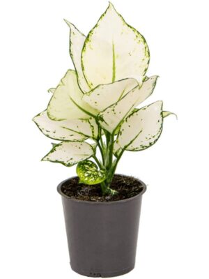 Aglaonema 'White Joy' – opvallend wit-gespikkeld blad, weinig – ±25 cm hoog, pot ⌀ 12 cm
