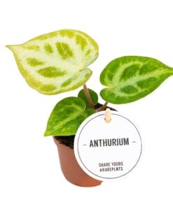 Anthurium Silver Blush ↑ 15cm ⌀ 6cm