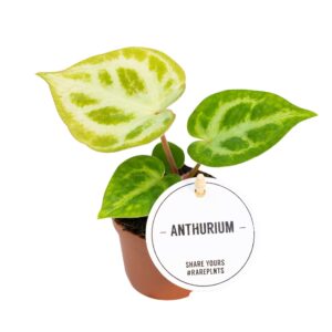 Anthurium Silver Blush – zilverkleurige bladtekening – ±15 cm