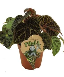 Begonia rex Ferox ↑ 25 cm ⌀ 12 cm