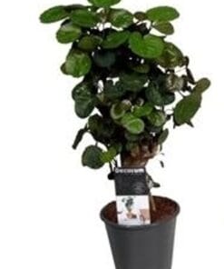 Polyscias 'Fabian' ↕ 40Cm – Ø12Cm