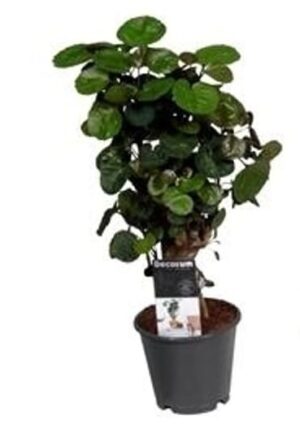 Polyscias 'Fabian' – kamerboom met boomsilhouet – ±40 cm