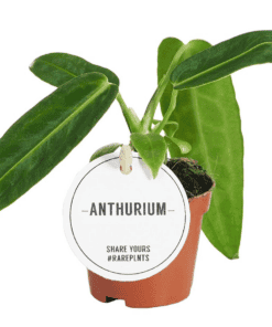 Anthurium Warocqueanum ↑ 15cm ⌀ 6cm