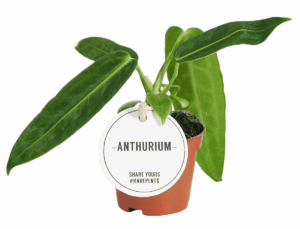 Anthurium Warocqueanum – koningin onder de fluweel-anthuriums – ±15 cm