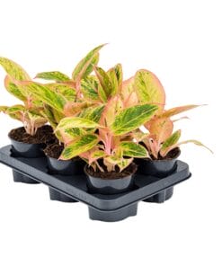 Aglaonema 'Salmon Fantasy' ↑ 30 cm ⌀ 12 cm