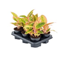 Aglaonema 'Salmon Fantasy' – kleurrijk tropisch kamerplantje – ↑ 30 cm, ⌀ 12 cm pot