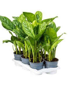Aglaonema stripes ↑ 60 cm ⌀ 17 cm