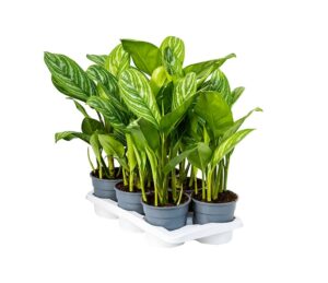 Aglaonema – bontbladig kamerplant voor weinig licht – ±60 cm, pot ⌀17 cm