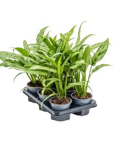 Aglaonema cutlass ↑ 35 cm ⌀ 12 cm