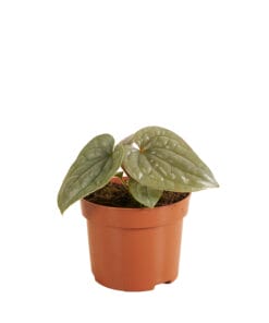 Anthurium Luxurians ↑ 25cm ⌀ 10,5cm