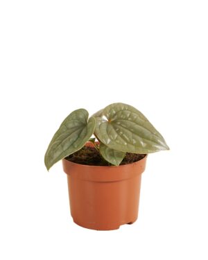 Anthurium Luxurians – kamerplant met opvallend geribbeld blad – ±25 cm