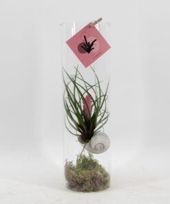 Tillandsia Cyanea - Ø11 ↕38