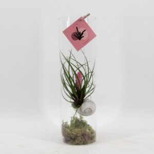Tillandsia roze – bloeiende luchtplant met opvallende bloeiwijze – pot 11 cm