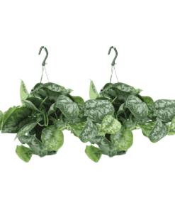 Scindapsus Pictus Trebie (Epipremnum) - 2 Stuks - Ø15Cm - ↕25Cm