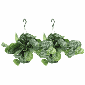 Scindapsus Pictus 'Trebie' – zilvervlekken op diepgroen blad – 2 stuks, ±15 cm