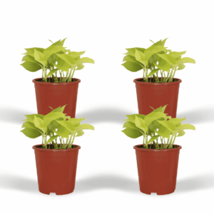 Epipremnum Golden Pothos – hangende of klimmende kamerplant – 4 stuks, ±12 cm