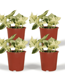 4X Epipremnum Happy Leaf - Scindapsus - 15Cm - Ø12