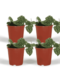 4X Scindapsus Pictus - Epipremnum - 15Cm - Ø12