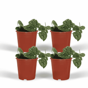 Scindapsus Pictus – zilverbont klimplantje voor elk interieur – pot 12 cm, ±15 cm