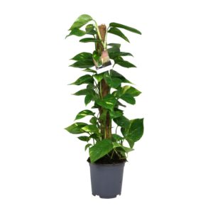 Scindapsus – makkelijke hangplant met weelderig blad – ±19 cm