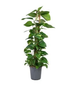 Scindapsus Epipremnum - Ø24Cm - ↕120Cm