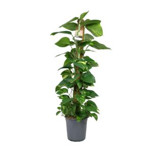 Scindapsus (Epipremnum aureum) – makkelijke hangplant – ±24 cm