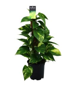 Scindapsus (Epipremnum) - Ø15Cm - ↕50Cm