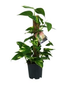 Scindapsus Epipremnum - Ø15Cm - ↕50Cm
