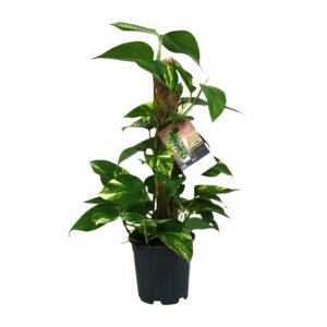 Scindapsus – hangende bladeren, geschikt voor beginners – ±15 cm