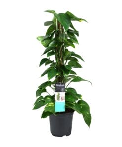 Scindapsus (Epipremnum) - Ø19Cm - ↕80Cm