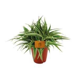 Spinplant (Chlorophytum comosum 'Ocean') – makkelijke hangplant – ±15 cm