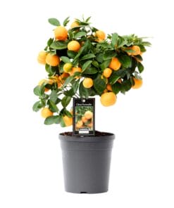 Citrus Calamondin - Ø15Cm - ↕40Cm