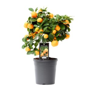 Citrus Calamondin – geurende bloemen en eetbare vruchten – ±15 cm
