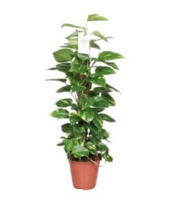 Epipremnum Pinnatum Mosstok 80Cm Scindapsus - Ø19Cm - ↕80Cm
