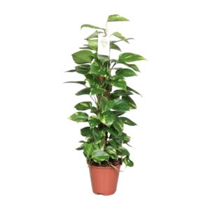 Epipremnum Pinnatum op mosstok – klimplant op met decoratieve ranken – ±80 cm