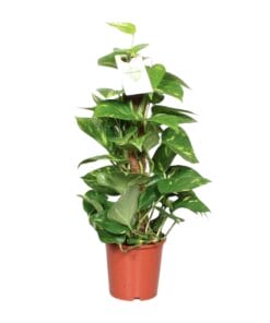 Epipremnum Pinnatum Mosstok 60Cm Scindapsus - Ø15Cm - ↕60Cm