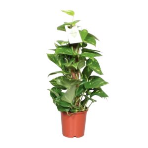 Epipremnum Pinnatum op mosstok – klimplant – ±60 cm