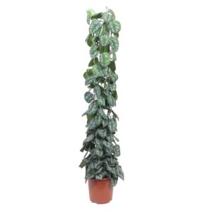 Scindapsus Pictus 'Trebie' op gaasrek – grote klimmer – pot 27 cm, ±160 cm