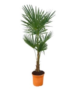 Trachycarpus Fortuneii - 150 Cm - Ø25Cm